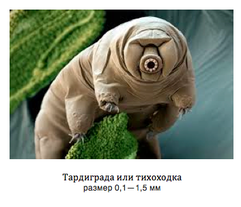 Таргидрада